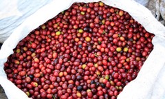 Costa Rican Geisha Reserve Coffee Beans Medium Roasted 6 Pounds In 1 Pound Bags