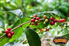 Whole Bean Coffee in Bag, Medium Roast, Fresh from Puerto Rico, 2 Pound (Pack…