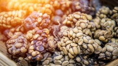 200 Gram authentic Kopi Luwak Gayo wild Civet whole beans coffee roasted
