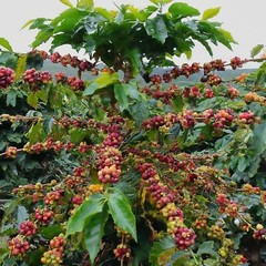 Ethiopia Sunrise – (Light Roast) 312g, 11oz Bag