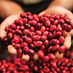 Richly Bold 10oz Dark Roast Sumatra Coffee – Fair Trade Organic Ground Coffee