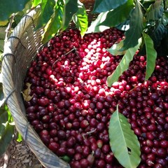 PAPUA NEW GUINEA COFFEE BEANS, PEABERRY MEDIUM ROASTED 2 OR 5 POUNDS