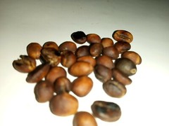 100% Ceylon Coffee bean super taste roasted homemade 1-1/2 pound (free shipping)