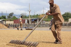 PAPUA NEW GUINEA COFFEE BEANS PEABERRY MEDIUM ROASTED 2 POUNDS