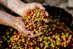 Kopi Luwak Coffee 4 Oz (113 grams) – Whole Bean – Medium Roast – 100% Pure
