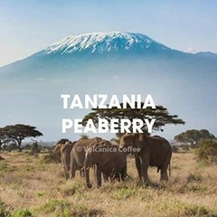 Tanzania Peaberry Coffee Mount Kilimanjaro Whole Bean Fresh Roasted 16-ounce