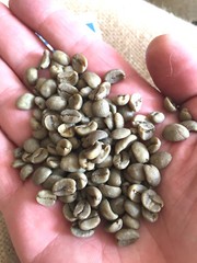 Swiss Water Decaf – 4 lbs. – Green Colombia Coffee Beans For Home Roasters