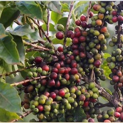 1 lb Certified 100% Peaberry (Tanzania) Coffee—Freshly Roasted To Order!