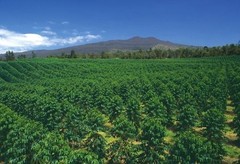 PANAMA BOQUETE COFFEE BEANS MEDIUM ROASTED 2 POUNDS