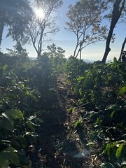 8oz. DARK ROAST Red Bourbon Coffee Beans. El Salvador’s Finest Whole Beans