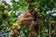 10 lbs SPECIALTY SOUTH AMERICAN BLEND 90-POINT DECAF GREEN COFFEE FREE SHIPPING