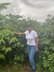 Coffee Beans Panama Bouquet Fresh Roasted Dark Daily 2 Pounds, 1 Pound Bags