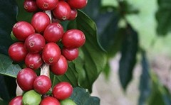 Hawaiian Queen Coffee – 100% Kona Coffee – Private Reserve Whole Beans Full City