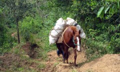 KENYA AA COFFEE BEANS DARK ROASTED 5 POUNDS