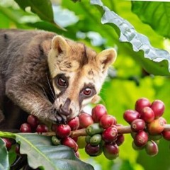 Authentic Kopi Luwak Coffee Arabica Gayo Aceh 100g Wild Civet Coffee Beans