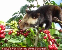 Kopi Luwak Roasted Coffee Beans – Great Christmas Gift/Present – Indonesian