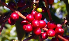 ITALIAN ESPRESSO COFFEE BEANS DARK ROASTED 5 POUNDS IN 1 POUND BAGS