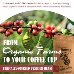 Wild Kopi Luwak, the World’s Most Exclusive Coffee, Sustainably Sourced From …