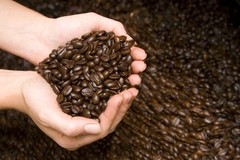 Costa Rican Tarrazu Coffee Beans Roasted Daily Medium 5 Pounds In 1 Pound Bags