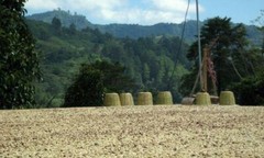 100% Jamaican Blue Mountain Coffee Beans Medium Roasted 8 Pounds in 1 Pound Bags