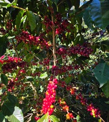 El Salvador 2lb Medium Roast Whole Coffee Beans Bulk Packaging Pantry