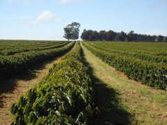 Brazil Cerrado Coffee Beans – Fresh Roasted to Order