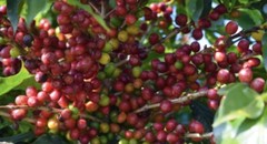 2, 5, 10 LB COLOMBIA EXCELSO FRESH ROASTED COFFEE WHOLE BEAN, GROUND – ARABICA