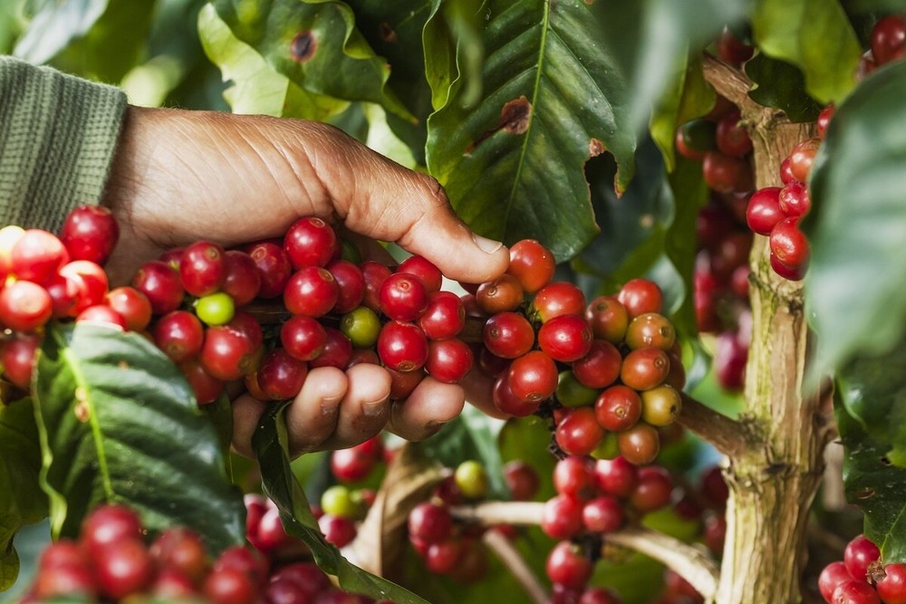 2 lb 5 lb COLOMBIA SUPREMO FRESH ROASTED COLOMBIAN COFFEE BEANS – ARABICA BEANS
