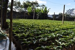 10 lbs BOLIVIA FAIR TRADE ORGANIC (FTO) AAA GREEN COFFEE BEANS FREE SHIPPING