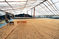 Fresh Roasted 100% Brazilian Cerrado Arabica Coffee 12 Oz Whole Bean or Ground