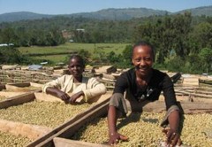 PAPUA NEW GUINEA COFFEE BEANS, PEABERRY MEDIUM ROASTED 2 OR 5 POUNDS