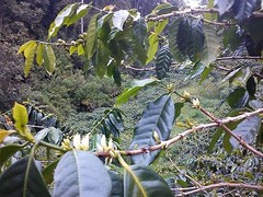 Lavanta Coffee Sulawesi Toraja White Eagle Green or Roasted Coffee