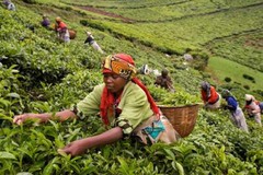 2, 5, 10 LB RWANDA RWANDAN FRESH ROASTED COFFEE WHOLE BEANS OR GROUND – ARABICA