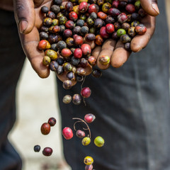 Black Owned Coffee Roasters Sample Box – Honduras, Mexico, and Colombia Coffees