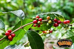 Yaucono Dark Roast Whole Bean Coffee, Puerto Rico, 100% Arabica, 2 Pound