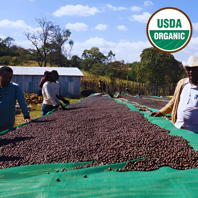 ORGANIC ETHIOPIA BUKU SAYISA BLUEBERRY HONEYDEW JASMINE GREEN COFFEE BEAN 1 LB