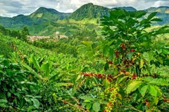 5 lb, Colombia Supremo Huila Green Unroasted Coffee Beans Five Pounds – Arabica