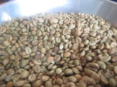Organic Robusta Green Coffee Beans direct from the Malnad estates 30gms