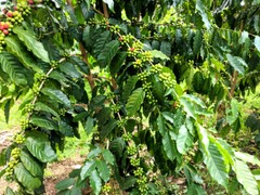COLOMBIAN SUPREMO COFFEE BEANS ROASTED MEDIUM 5 POUNDS