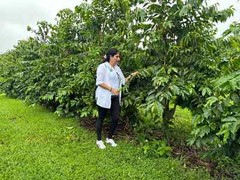 UNROASTED GREEN 100% JAMAICAN BLUE MOUNTAIN COFFEE BEANS – 5 POUNDS