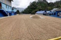 SUMATRA DARK ROASTED COFFEE BEANS 5 POUNDS