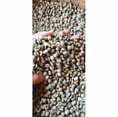 Indonesian Kopi Luwak Gayo Green Coffee Beans 1 kg