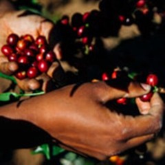 TANZANIA PEABERRY PLUS WASHED Dark Roast to order Always Fresh 2 lb Whole Bean