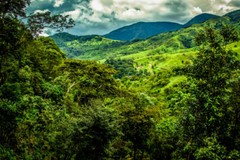 Costa Rican Geisha Reserve Coffee Beans Medium Roasted 6 Pounds In 1 Pound Bags