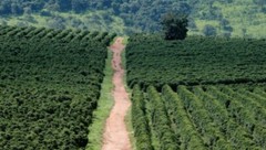 2, 5, 10 LB COLOMBIA EXCELSO FRESH ROASTED COFFEE WHOLE BEAN, GROUND – ARABICA