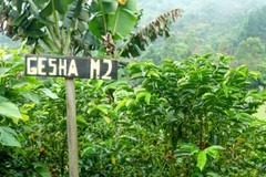Costa Rican Geisha Reserve Coffee Beans Medium Roasted 6 Pounds In 1 Pound Bags