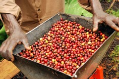 ITALIAN ESPRESSO COFFEE BEANS DARK ROASTED 5 POUNDS IN 1 POUND BAGS