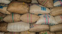 1 lb. 100% Jamaican Blue Mt. Peaberry-Wallenford(Unroasted Green)(Home Roasting)