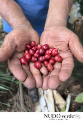 MEXICAN PUEBLA (UNROASTED GREEN CATURRA – BOURBON COFFEE BEAN) order 1 to 20 lbs