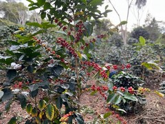 4 LBS Peru Organically Grown Green Coffee – Peruvian Arabica for Home Roasting